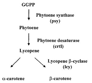 Fig. 7.2 The carotenoid biosynthetic pathway (simplified).