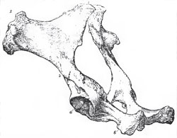 The ossa innominata of a Horse viewed from the left side and behind.-1. The crest of the ilium. 2. The surface by which it articulates with the sacrum. 4. The acetabulum. 6. The ischium