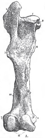 The left femur of a Horse, posterior view - 1. Head 2. Great grand trochanter 3. Third trochanter 4. Lesser trochanter 5. Pit for round ligament. 10. Fossa. 11. Condyles