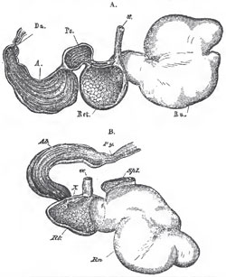 A, the stomach of a Sheep. B, that of a Musk-deer (Tragulus). oe., aesophagus; Rn., rumen; Ret., reticulum; Ps., psalterium; A., Ab, abomasum; Du,. duodenum; Py, pylorus