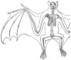 The skeleton of a Flying-Fox. (Pteropus)