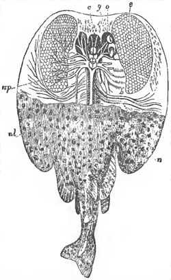 The Torpedo, with its electrical apparatus displayed. - b, branchia; c. brain; electric organ ; g, cranium; me, spinal cord; n, nerves to the pectoral fins; nl, nerollaterales; np, branches of the pneumogastric nerves going to the electric organ; o, eye