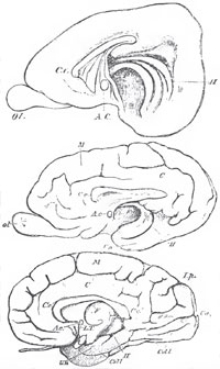 Inner views of the cerebral hemispheres of the Rabbit, Pig, and Chimpanzee drawn as before, and placed in the same order. Ol., olfectory lobe; C.c., corpus callosum; A.c., anterior commissure; II., hippocampal sulcus; Un., uncinate; M., marginal; C., callosal gyri; I.p., internal perpenuicular; Ca., alcarine;