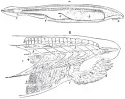 Amphioxus lanceolatus.-a, mouth; b, pharyngobranchial chamber; c, anus; d, liver; e, abdominal pore.-B, the head enlarged; a, the notochord; b, the representatives of neural spines, or fin-rays; c, the jointed oral ring; d, the filamentary appendages of the mouth; e, the ciliated lobes of the pharynx; f, g, part of the branchial sac h, the spinal cord