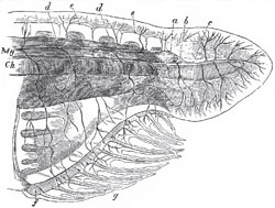 Anterior end of the body of Amphioxus.-Ch, notochord; My, myelon, or spinal chord; a, position of olfactory (?) ssc; b, optic nerve; c, fifth (?) pair; d, spinal nerves; e, representatives of neural spines, or fin-rays; f, g, oral skeleton. The lighter and darker shading represents the muscular segments and their interspaces