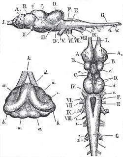 Side and upper view of the brain of Petromyzon fluviatilis, and an
