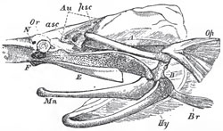 Side-view of the skull of Spatularia, with the beak cut away, and the anterior (asc), and posterior (psc), semicircular canals exposed: Au, auditory chamber; Or, the orbit with the eye; N, the nasal sac; Hy, the hyoidean apparatus; Br, the representatives of the branchiostegal rays; Op, operculum; Mn, mandible; A, B, suspensorium; D, palato-quadrate cartilage; E, maxilla.