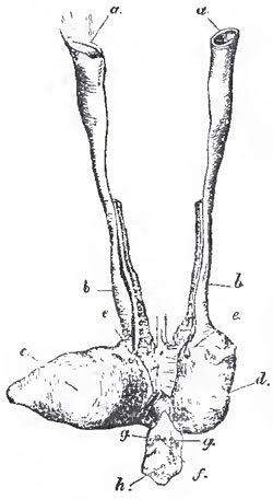 The female reproductive organs of Amia Calve: a, a, the open ends of the genital ducts; b, b, oviducts; c, d, the right and left divisions of the urinary bladder, e, e, the openings of the ureters into the bladder; f, the anus; g, g, the abdominal porses; h, the urogenital sperture
