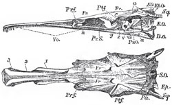 Side and upper views of the skull of a Pike (Esox lucius), without the facial or supra-orbital bones: y, the basisphenoid; z, the alisphenoid; a, the articular fecet for the hyomandibular bone