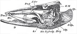 Side-view of the skull of a Pike (Esox lucius): Prf, prefrontal; II. M hyomandibular bone; Op, operculum; S.Op., suboperculum; L. Op, interoperculum; Pr, Op, preoperculum; Brg, branchiostegal rays; Sy, symplectic; Mt, metapterygoid; Pl, palato-pterygoid arch; Qu, quadrate bone; Ar, articular; An, angular; D, dentary: S.Or, suborbital bone