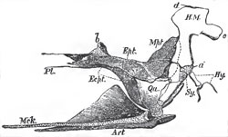 Palato-quadrate arch, with the hyomandibular and symplectic of the Pike, viewed from the inner side; the articular piece (Art), of the lower jaw, and Meckel's cartilage (Mck.) of the Pike; seen from the inner side: a, the cartilage interposed between the hyomandibular (H.M.), and the symplectic (Sy); b, that which serves as a pedicle to the pterygo-palatine arch; c, process of the hyomandibular with which the operculum articulates; d, head of the hyomandibular which articulates with the skull