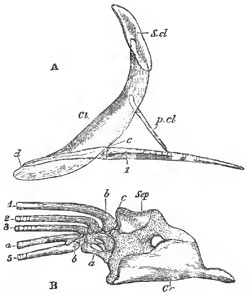 The bones of the pectoral arch and fore-limb of the Pike (Esox lucius): A, a semi-diagrammatic view of these bones, to show their relative natural position. The clavicle (Cl) is supposed to be transparent. S.cl, supra-clavicula; p.cl, post-clavicula c, d, the posterior and anterior ends of the outer margin of the scapulo-coracoid. - B, the scapulo-coracoid and limb separate and on a larger scale; Scp, scapula; Or, coracoid