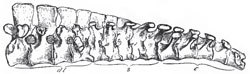 The Sacram of a Chick. dl., dorso-lumbar; s., sacral; c., caudal vertebrae.