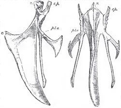 Front and side views of the sternum of a Fowl, r., rostrum, or manubrium: c.p., costal process; pl. o., pleurosteon (the line from the letter goes to the point of junction between the pleurosteon and the metosteon); m. x., the middle xiphoid process; ca., the carina or keel