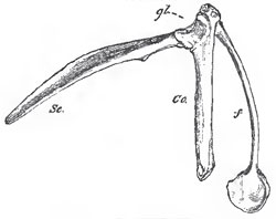 The right scapula (Sc.) and coracoid (Co.) of a Fowl: gl, the glenoidal cavity f, the right clavicle, or right half of the furculum; hp, the hypocleidium