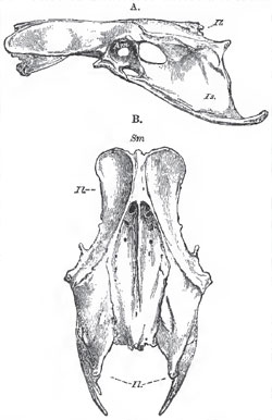 A, lateral; and B, dorsal, view of the pelvis of a Fowl. Sm., sacrum; Il., illum Is., ischium; Pb., pubis; Am., acetabulum