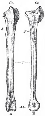 The right tibia and fibula of a Fowl. A, front view: B. external lateral view. T., tibia; F., fibula; Cn., cremial process; As., astragalus