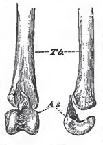 The distal end of the left tibia (Tb.) with the astragalus (As.) detached, of a young Fowl. Viewed from in front, and from the outer side