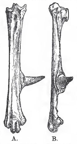 The right tarso-metatarsus of a Fowl, consisting of three digits, ii., iii., iv., anchylosed with one another, and with the osseous core of the spur. A., front aspect; B., inner aspect