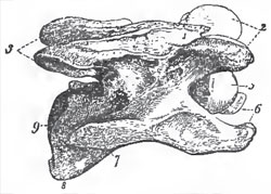 A cervical vertebra of a Horse.-1. The rudimentary spine. 2, 3. Tie pre- and post-zygapophyses. 5. The convex anterior face of the centrum. 9. Its concave posterior face. 6. 7. The transverse processes and rudimentary ribs