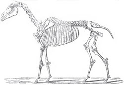 The Skeleton of the Horse