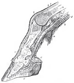 Longitudinal median section of the foot of a IIerse.-13, 14, 18. The three phaslanges. 16. The navicular sesamoid. 5. The flexor perforatus. G. Tho flexor perforans 19. The hoof