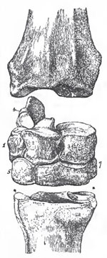 Front view of the red carpas of a Horse.-1. Cunelforme 2. Lunare. 3. Scaphoides. 4. Pisiforme. 5. Unciforme. 6. Magnum. 7. Trapezoides
