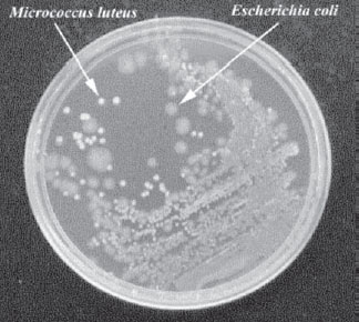 Single isolated colonies of <em>Micrococcus luteus</em> and <em>Escherichia coli</em> growing on trypticase soy agar