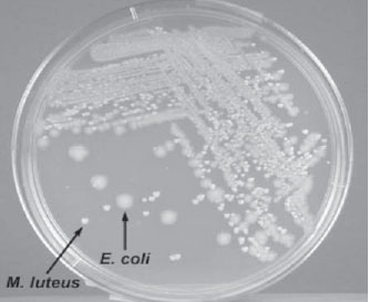 Isolation plate: Mixture of <em>Escherichia coli</em> and <em>Micrococcus luteus</em> grown on TSA.