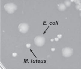 <em>Escherichia coli</em> and <em>Micrococcus luteus</em> grown on TSA