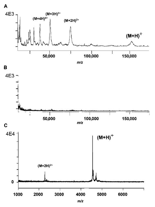 FIGURE 2. (A) Direct MALDI/MS of mouse anti-ACTH antibody from immunocomplex with Sepharose-bound antimouse Fcspecific IgG without cross-linking. (B) Direct MALDI/MS of mouse anti-ACTH antibody from immunocomplex with Sepharose-bound antimouse Fc-specific IgG with cross-linking. (C) Direct MALDI/MS of ACTH bound to cross-linked immunocomplex. [Adapted with permission from Peter and Tomer (2001). Copyright 2001 American Chemical Society.]