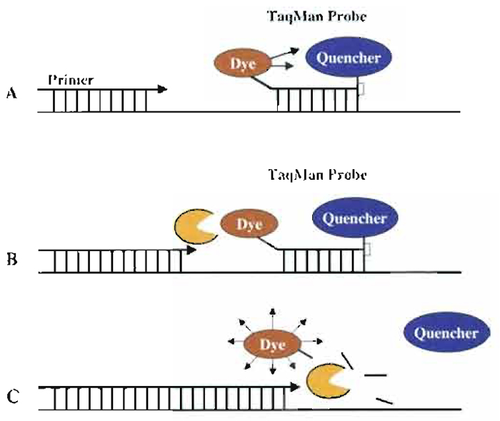 FIGURE 1 Description of 5' nuclease assay. (A) Sequence-specific primers and dual-fluorescence TaqMan probe anneal to complementary sequences in the DNA template. Due to frequency resonance energy of transfer emission of the fluorescence dye (reporter) is reduced significantly by the presence of the proximal quencher. (B) Due to Taq polymerase activity, primer extension and synthesis of a complementary strand occur. (C) While extending, due to its 5' nuclease activity, the Taq polymerase cleaves the TaqMan probe and enables the release of a fluorescent signal by the reporter.