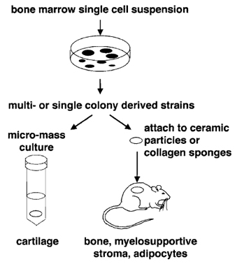 FIGURE 2 BMSC colonies can be passaged together to form multicolony-derived strains or isolated individually to form single colony-derived strains. Both types of cultures can be used to form cartilage in micromass (pellet) cultures in the presence of a chondrogenic medium and to demonstrate the ability to form bone, myelosupportive stroma, and adipocytes by in vivo transplantation in association with hydroxyapatite/tricalcium phosphate particles or collagen sponges.