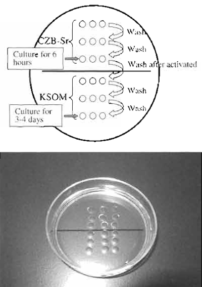 FIGURE 6 Reconstructed oocyte activation medium. Above the line is CZB-Sr medium, which activate the oocytes. The top two drops are used for washing oocytes to remove calcium from medium. Under the line is KSOM medium. The top two drops are used for washing activated oocytes and to remove A strontium and cytochalasin B.