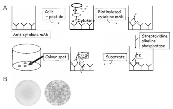 FIGURE 1 (A) Schematic illustration of the ELISPOT assay. Cytokine-specific antibodies are coated onto nitrocellulose filter plates to capture the secreted cytokine; a peptide-pulsed target cell is added together with cells containing the precursor T-cells. If a T-cell recognizes the peptide epitope examined, the cell releases cytokine. This can be detected as a spot by a colorimetric reaction with secondary antibodies. Thus, the spot represents the cytokine after secretion by a single activated cell. (B) ELISPOT wells after incubation with T-cells that were either nonreactive (left) or reactive (right) against the antigen examined.