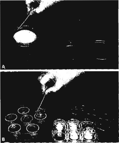 FIGURE 1 (A) The glass petri dish contains one filter holder for one Transwell 2419 filter. (B) The glass petri dish contains six filter holders for Transwell 3412 filters.