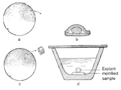 FIGURE 1 Schematic representation of the "Umhfillungsversuch" (coating test) and "Auflagerungsversuch" (bedding test) by Johannes Holtfreter, 1933. (a) Two pieces of ectoderm were isolated using a self-made cutting tool (eyebrow). (b) The mortified implant was placed between ectodermal tissues. (c) A small piece of animal ectoderm of a gastrula stage embryo was excised (c) and placed on the mortified sample (d). Adapted from Spemann, 1936.