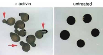 FIGURE 5 Elongation of animal caps mimics gastrulation movements. Animal cap explants of Xenopus laevis were isolated at stage 8 and treated with activin for 2h. Treated caps elongate until stage 18 (left). Arrows indicate examples for elongation of the caps. In this example, all animal caps shown have indications of elongation. Untreated control caps remain spherical (right).