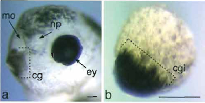 FIGURE 6 Cement gland formation in animal cap explants. (a) Anterior to the left, sloped lateral view of a head of a noninjected Xenopus larvae at NF stage 40. The cement gland is positioned ventrally immediately adjacent to the mouth opening. (b) Example of an animal cap explant that had been injected with Xpitxl into one cell at the two-cell stage and cultured equivalent to stage 40. Bar: 50µm. cg, cement gland; cgl, cement gland like; ey; eye; mo, mouth opening; np, nasal pit.