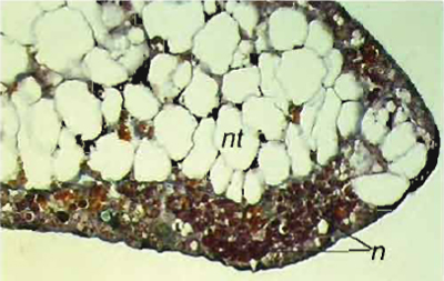 FIGURE 7 Histological staining of notochord tissues generated from animal cap cells treated with activin. In order to judge the inductive activities, one piece of the tissues from each batch of experiments was cultured further and finally fixed in Bouin's solution when control embryos reached stage 42. Differentiation of the tissues is assayed by histological analysis, nt, notochord cells; n, neural cells.