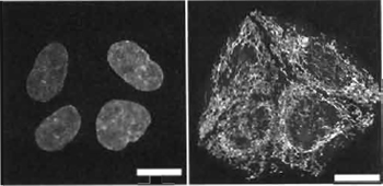 FIGURE 2 Dual images of four live HeLa cells using two-photon coexcitation (Exλ 800nm) of nuclear-located Hoechst 33342 (5µM× 60min; left side Emλ 455/25nm) and cytoplasmic Mitotracker orange CMTMRos (5 ng/ml × 5 min; right side Emλ 585/32 nm). Size bar: 10 µm.