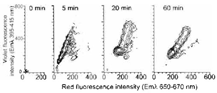 FIGURE 3 Flow cytometric contour plots of mouse L-cell populations undergoing a violet-to-red spectral shift in fluorescence during nuclear localization of Hoechst 33342 (10µM; 4 x 105 cells/ml) using one-photon excitation by multiline UV. The broad fluorescence emission spectrum was monitored simultaneously in the red region (Emλ 660/20nm) and the violet region (Emλ 405/ 20nm) for 105 cells at the specified time points. Data show the rapid development of violet fluorescence and the later red shift. Residual levels of damaged cells not excluded by light scatter gating are evident by their rapid red-shift pattern.