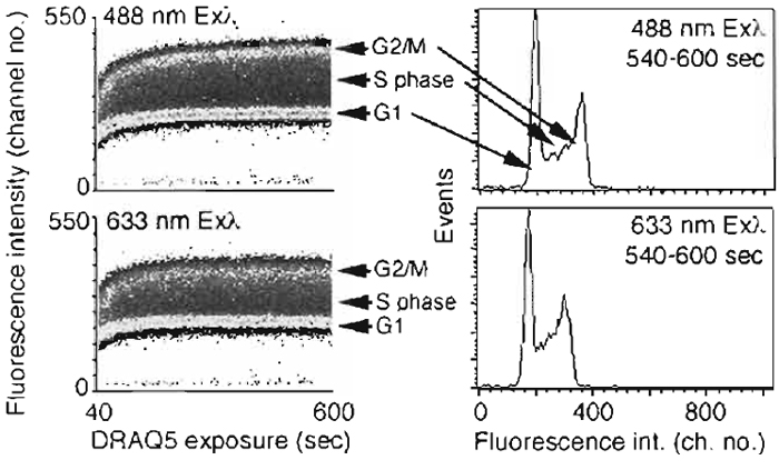 FIGURE 6 Flow cytometric analysis of the rapid cellular uptake of DRAQ5 demonstrating the ability to discriminate DNA content using one-photon excitation at either Exλ 488nm (Emλ > 715nm) or Exλ 633nm (Emλ > 695nm). Suspensions of live human B-cell lymphoma cells (4 × 105 cells/ml) were exposed to 20gM DRAQ5 in complete medium supplemented with 10mM HEPES and incubated at 37°C for 600s. (Left) Density dot plots for continuous event acquisition for sequential 488 nm then 633 nm excitation, monitoring far red fluorescence commencing 40s after dye addition (total of approximately 1.2 × 106 cells acquired; background unlabeled cells located in channel < 25). Data show rapid equilibration of DNA staining, the discrimination even at early staining times of relative DNA content, and the final equivalence of the content, distributions (right) irrespective of blue or red line excitation.