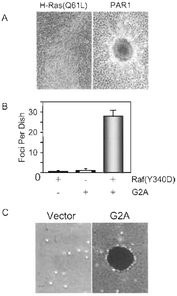FIGURE 1 NIH 3T3 transformation assays. PAR1 and G2A are GPCRs that cause transformation by activation of RhoA. (A) NIH 3T3 focus formation assay. Appearance of foci of transformed cells caused by mutationally activated H-Ras(Q61L) and the PAR1 GPCR. PAR1 causes transformation, in part, by activation of the RhoA small GTPase. Ras causes the appearance of foci that contain highly refractile, spindle-shaped cells that form a well-spread focus of proliferating, multilayered cells. Like activated RhoA, PAR1 causes the appearance of foci that consist of nonrefractile cells that form a tight well-contained focus of proliferating, mutilayered cells. (B) NIH 3T3 focus cooperation assay. Coexpression of activated Raf(Y340D) together with G2A caused synergistic enhancement of focus formation. (C) NIH 3T3 soft agar assay. NIH 3T3 cells transfected stably with the empty vector or encoding G2A were suspended in soft agar to evaluate anchorage-independent growth potential.