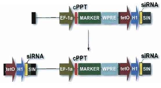 FIGURE 2 Vector for RNA interference. Small hairpin (interfering) RNAs (shRNA or siRNA) are expressed from a polymerase III promoter as described (Brummelkamp <em>et al.</em>, 2002). In this example, the expression cassette is placed in the U3 region of the 3' LTR. Because of the modalities of reverse transcription, two copies of the siRNA inducing module will be present in the integrated provirus, facilitating high levels of production. For convenience, a transgene can be placed in the same vector, downstream of an internal promoter.