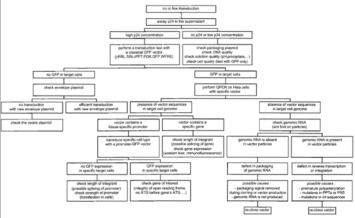 FIGURE 6 Troubleshooting diagram for lentiviral vector production and transduction.