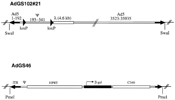 FIGURE 1 Structure of helper virus AdGS102#21 and HC-Ad vector AdGS46. Helper virus AdGS102#21 is E1 deleted and contains Ad5 sequences from nucleotides 1 to 341 with a loxP oligo nucleotide introduced at nucleotide 192, a second loxP oligo nucleotide introduced at nucleotide 341 followed by 4.6 kb of λ, DNA, and Ad5 sequences from nucleotides 3523 to 35935. AdGS46 contains the Ad5 left terminus, 16 kb of HPRT stuffer, a β-galactosidase expression cassette, 9kb of C346 stuffer DNA, and the Ad5 right terminus. Both AdGS102#21 and AdGS46 were constructed as plasmids based on pBluescript with unique SwaI (AdGS102#21) and PmeI (AdGS46) sites flanking both inverted terminals for easy release of the plasmid backbone.