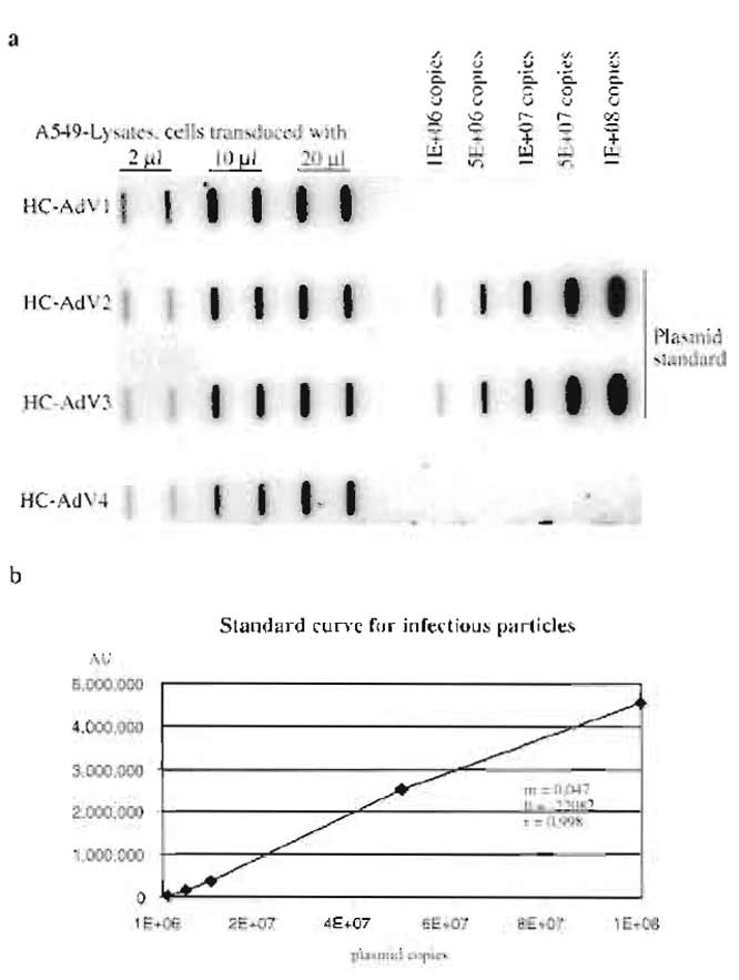 FIGURE 4 (a) Slot blot to determine the number of infectious units of different HC-Ad-vector preparations (HC-AdV1 to HCAdV4). (b) The standard curve obtained from signal intensities of the standard plasmid, r, coefficient of correlation; b, intercept, and m, slope. These parameters were used to calculate the number of infectious particles for HC-AdV1 to HC-AdV4.