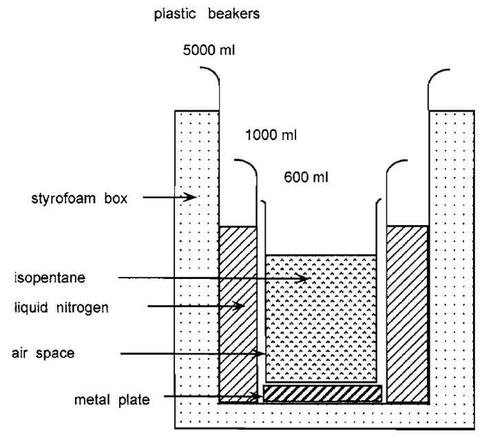 FIGURE 1 Apparatus used to freeze tissues.