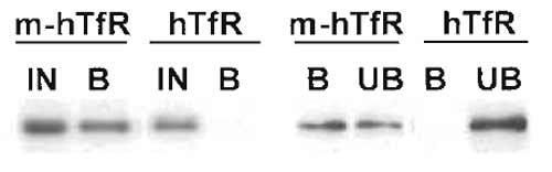 FIGURE 1 Immunoisolation of recycling endosomes. Transferrin receptor-positive endosomes were isolated as described, and fractions were analysed by Western blotting for the presence of the transferrin receptor. Yields were calculated by two means. (Left) The bound fraction (B) is compared with 50% of the starting material (IN). (Right) The bound fraction (B) is compared with the unbound fraction (UB). Both comparisons indicate a yield around 50%. In both types of analysis, a negative control is included consisting of fractions obtained in an identical manner from cells that do not contain the antigen for immunoisolation (a myc tag).